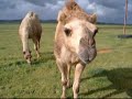 ラクダ動画