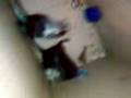 videos de gerbille