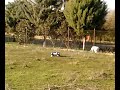 Giga Crusher vs. dogs Giga Crusher vs. dogs