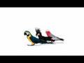 Telus - macaw, palm cockatoo and galah