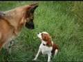 cavalier king Charles & jack russel