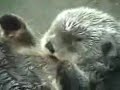 連結ラッコ