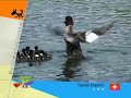 birds\鳥\aves\птицы\oiseaux\الحيوانات