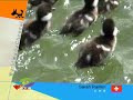 birds\鳥\aves\птицы\oiseaux\الحيوانات