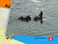 birds\鳥\aves\птицы\oiseaux\الحيوانات