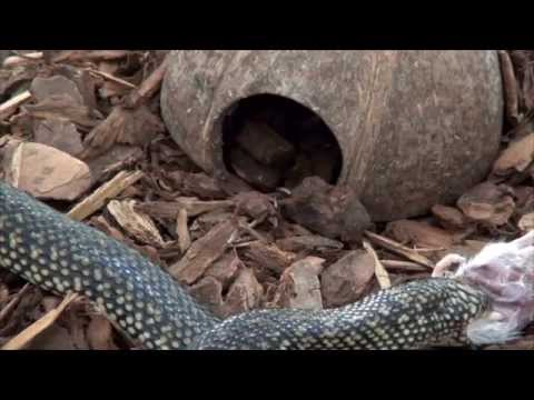 YouTube reptile video