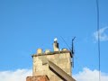 Baile nam faoileagan. Seagull town