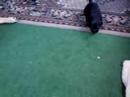 Puppy plaiyng with mummy / Zabawy z mam? Puppy plaiyng with mummy / Zabawy z mam?