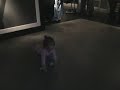dancing  Abercrombie baby