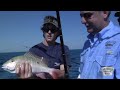 Fish, Fish and More Fish (VIDEO)