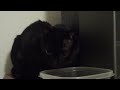 Piedie gets a quick snack