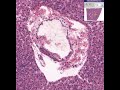 Histology of the Liver