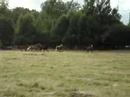 Les chevaux dans le pré 2