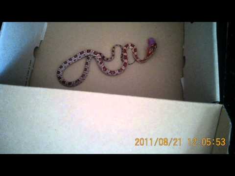 snake