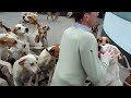 East Down Foxhounds