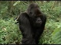 Sigourney Weaver PSA on endangered mountain gorillas