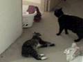Cats play fighting