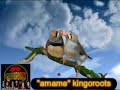 AMAME kingoroots AMAME kingoroots