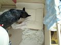 04.11.08 http://www.australiandog.at
