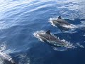 Memories of Madeira