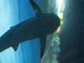 Underwater World Pattaya