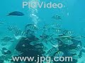 Boracay Philippines Scuba Diving