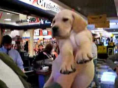 Babie the adorable baby Lab