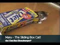 Sliding Box Cat Sliding Box Cat