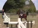 Thekla, Bay mareOutstanding Jumper, 8 yo, 16.2 handsBEAUTIFUL MOVER, SUPER ATHLETIC AND VERY GOOD TEMPERBEST POSSIBLE PEDIGREE: LIBERO, LANDGRAF, NIMMERDOR, PION, etc.OWNER OFF TO COLLEGE