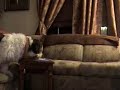 Bad Dog