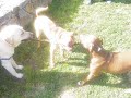 PITBULL TORITA JUGANDO CON TIF Y YAMBO