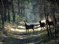 Should hind stay, or should hind go