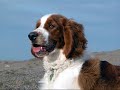 Welsh Springer Spaniels