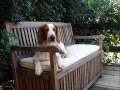Welsh Springer Spaniels