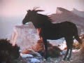 Black Stallion