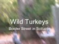 Wild-Turkeys-roam-Sc