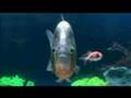 repbery- the chermical brothers - the SALMON DANCE .