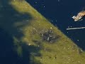 3-Spined Stickleback tending his nest