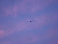 Volantines
