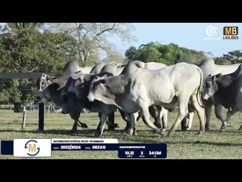 2� DE OLHO NA FAZENDA NELORE SESMARIAS