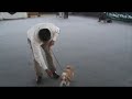 Beagle Per� - Canela en Exposici�n: 183�