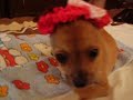 una linda perrita bebe