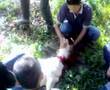 Sembelihan dan Organ Kambing