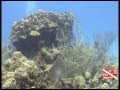 Belize scuba, Belice Buceo #1
