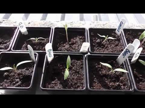how to grow purple sprouting broccoli uk