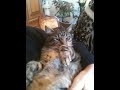 Le chat de Sergio