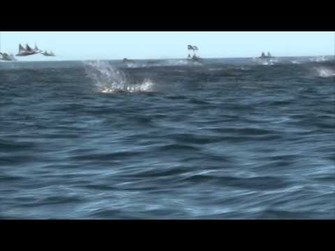Pulo da Arraia Jamanta (Manta birostris)