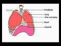 lung