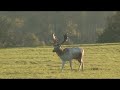 Fallow Rut 2008 4x2 v Big Whitey 1B