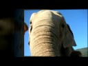 These are pictures from a story I produced for the Fine Living Network. The elephants are on a sanctuary called the Performing Animal Welfare Society. It's run by a great woman named Pat Derbey (she's the red head). // created at http://animoto.com